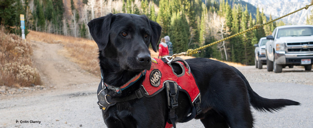 Avy Dogs Start 'Em Young