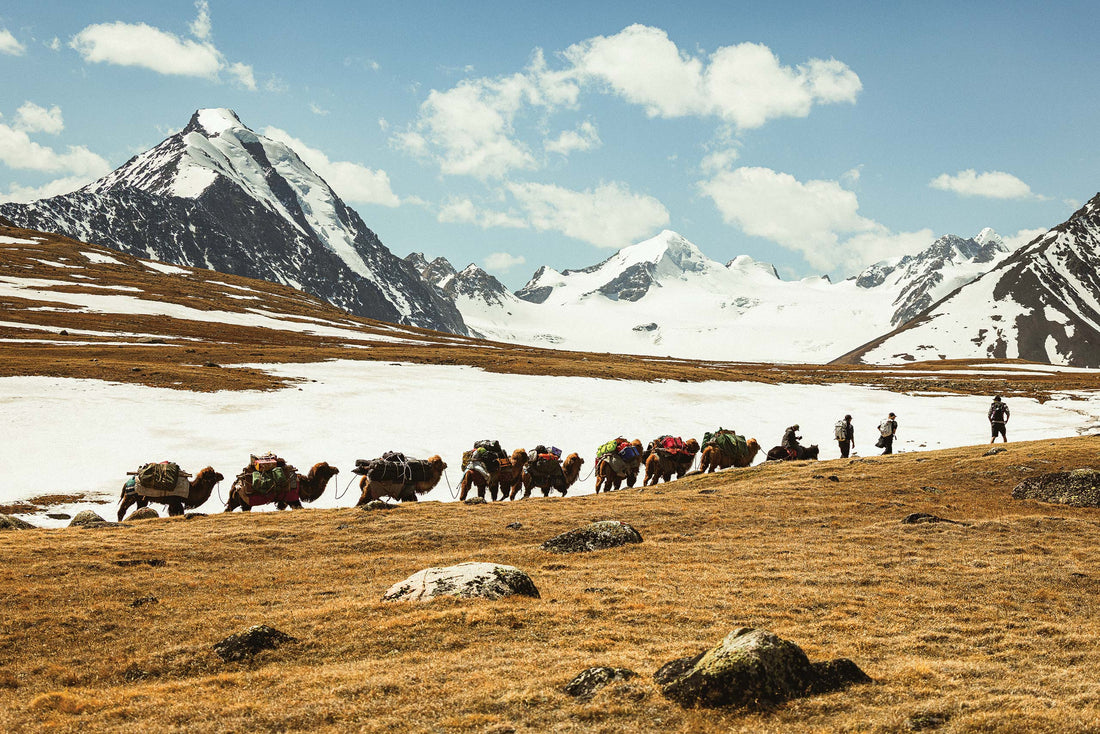 Cody Cirillo, Elisabeth Gerritzen and Andrew Pollard lead a camel train laden with gear toward basecamp on the arid eastern slopes of Mongolia’s Altai Mountains.
